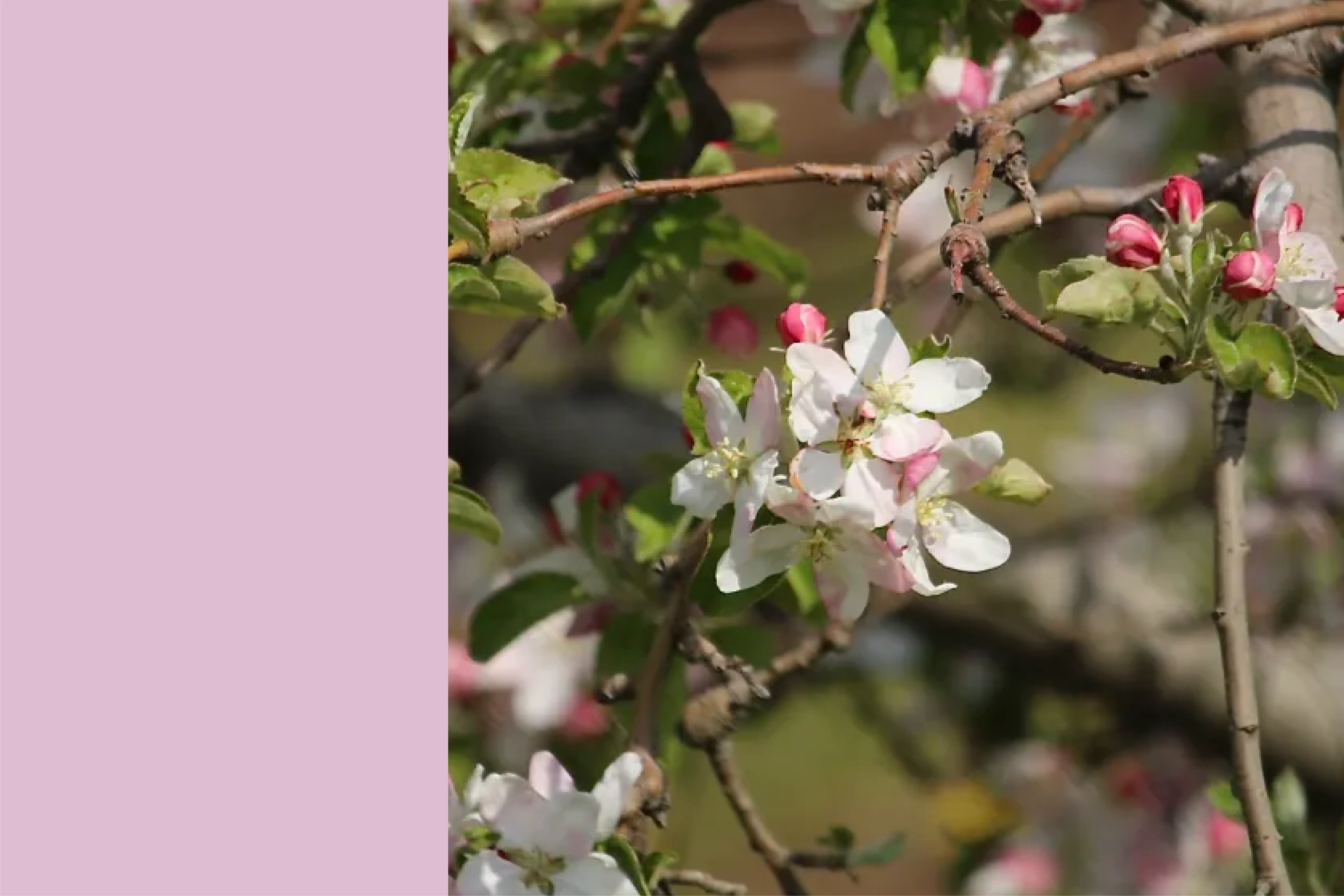 Apple Blossom