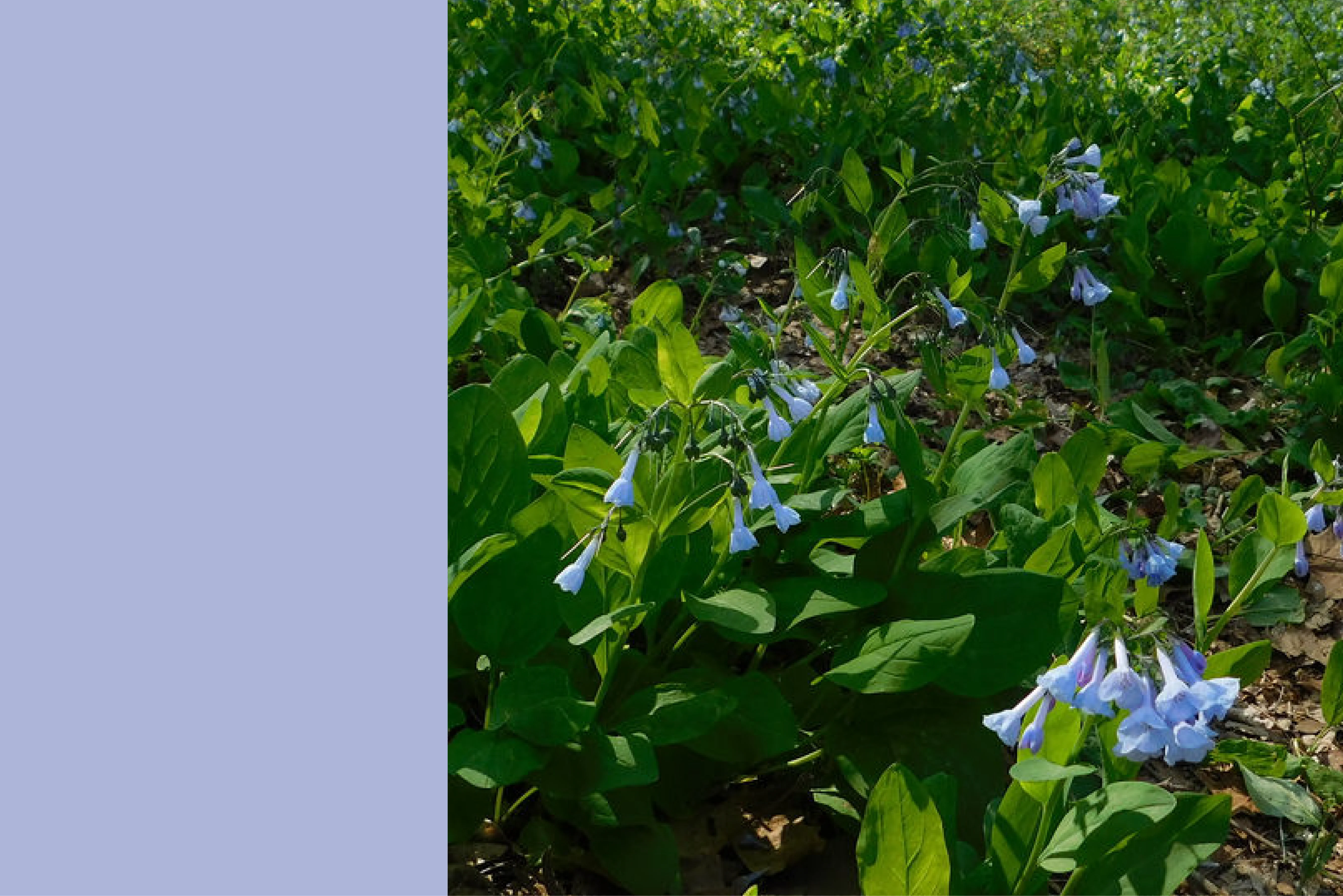Virginia Bluebell
